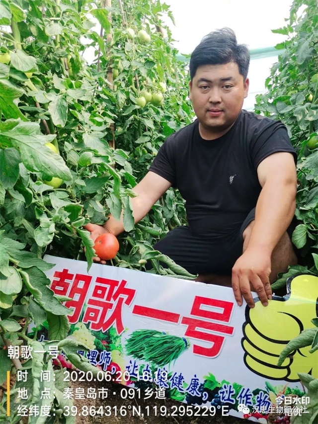 意外驚喜，《朝歌一號(hào)》不光解決西紅柿陰陽(yáng)臉，還能能讓土壤踩上去軟軟的！